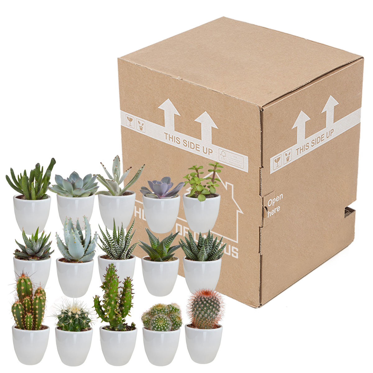Detailfoto van Cactus en vetplanten mix | 15 stuks - in witte pot
