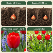 Triomftulp Red bloembollen, rood, foto 4