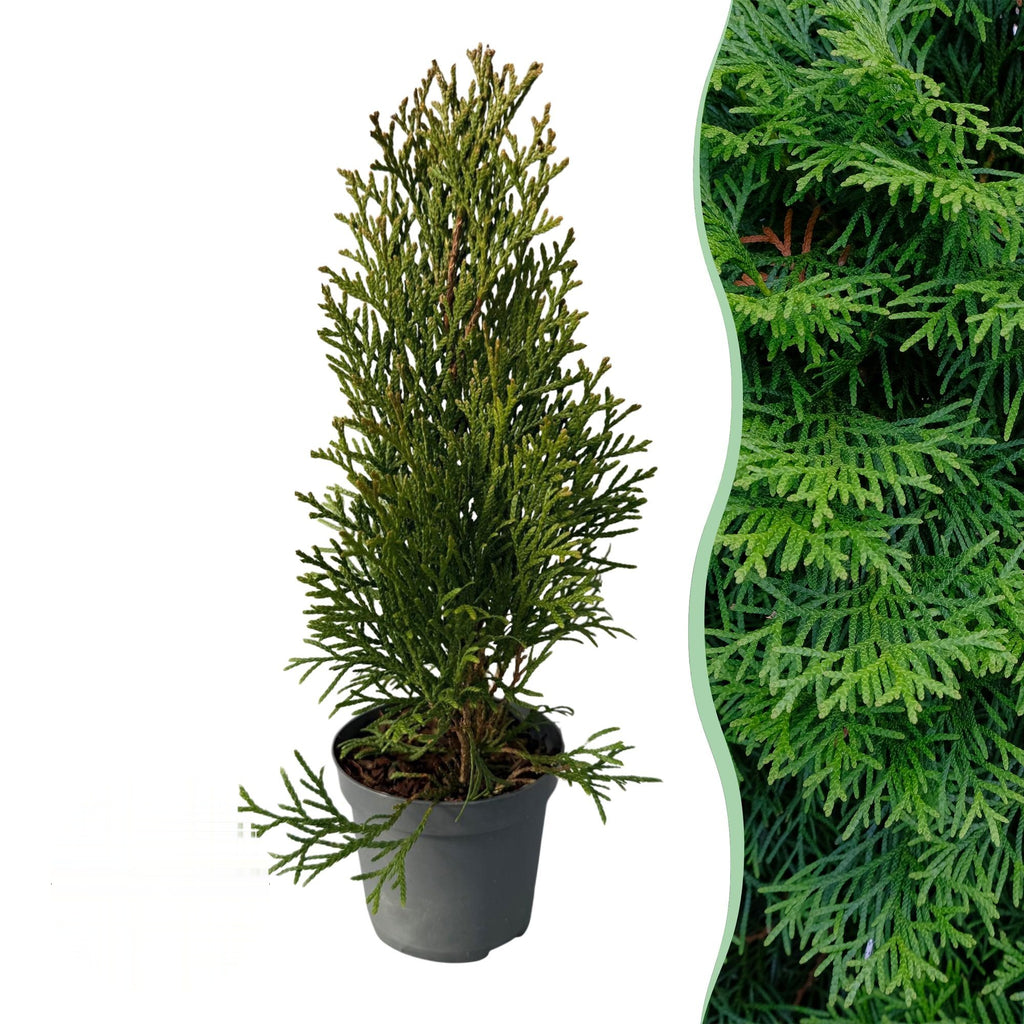 Thuja occidentalis Smaragd, 30-35 cm hoog, plant in pot