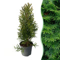 Thuja occidentalis Smaragd, 30-35 cm hoog, plant in pot