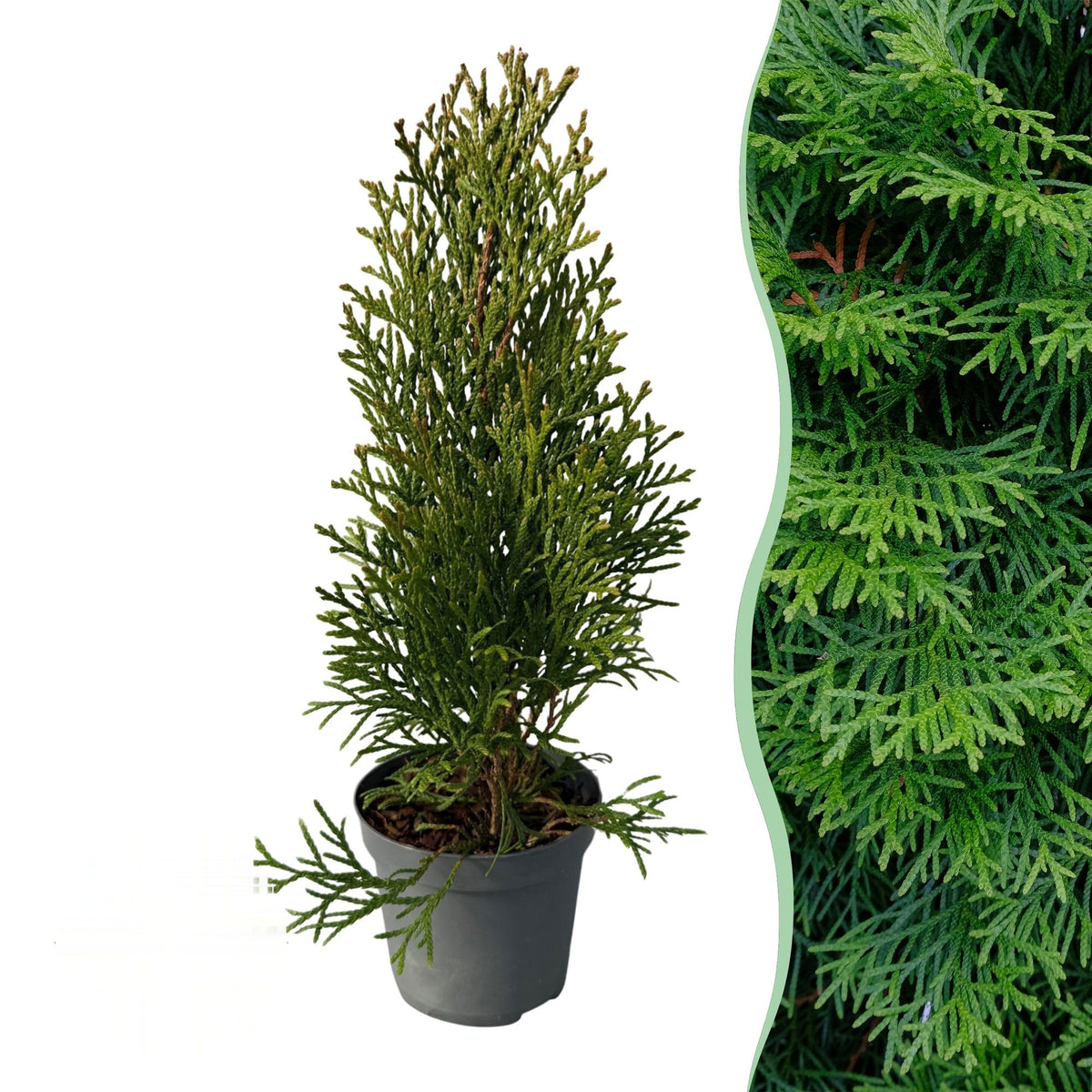 Thuja occidentalis Smaragd, 30-35 cm hoog, plant in pot