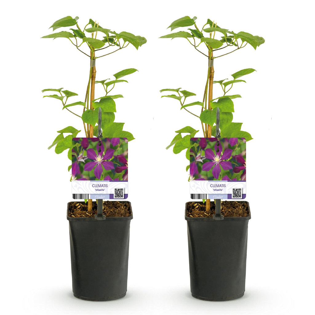 Productafbeelding van Pureplant