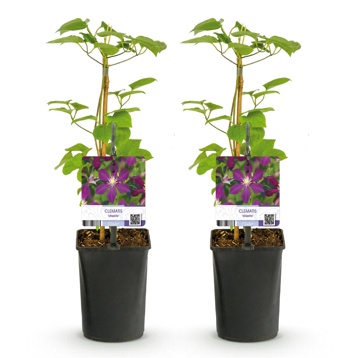 Productafbeelding van Pureplant