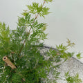 Japanse esdoorn Acer palmatum Emerald Lace, plant in pot