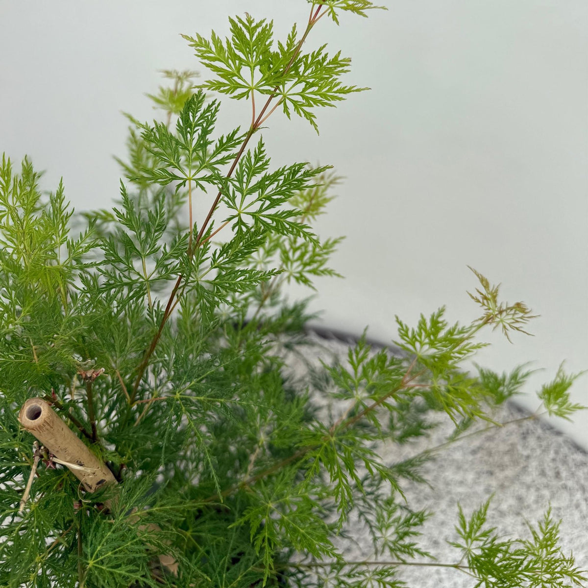 Japanse esdoorn Acer palmatum Emerald Lace, plant in pot