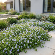 Isotoma fluviatilis - Sterrenbloem - Rotsplanten - Licht Blauw - 6 Planten