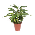 Alpinia Zerumbet Variegata, plant in pot