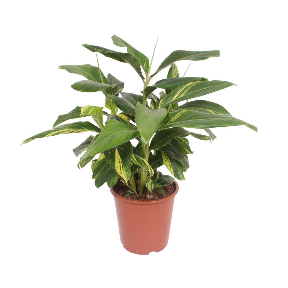 Alpinia Zerumbet Variegata, plant in pot