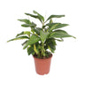 Alpinia Zerumbet Variegata