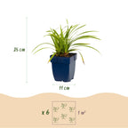 Carex morrowii 'Ice Dance', Japanse zegge, crème-groen, groeiwijze van de plant