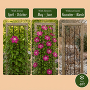 Clematis &
