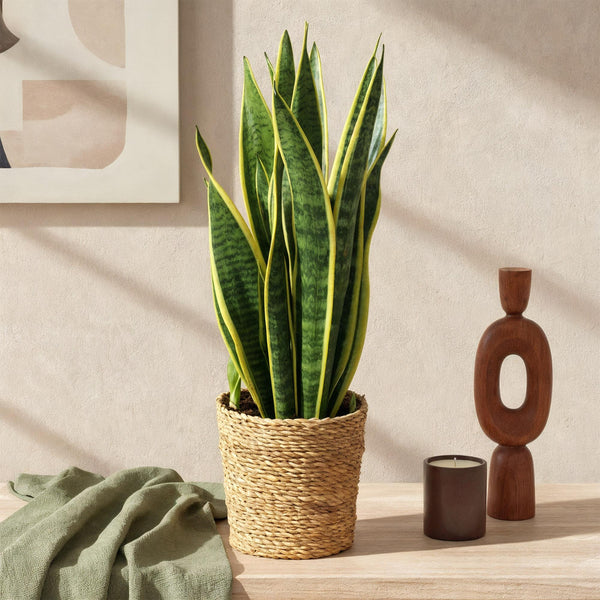 Sansevieria Laurentii, 60-70 cm hoog