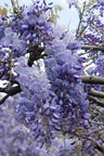 Wisteria sinensis 'Prolific'