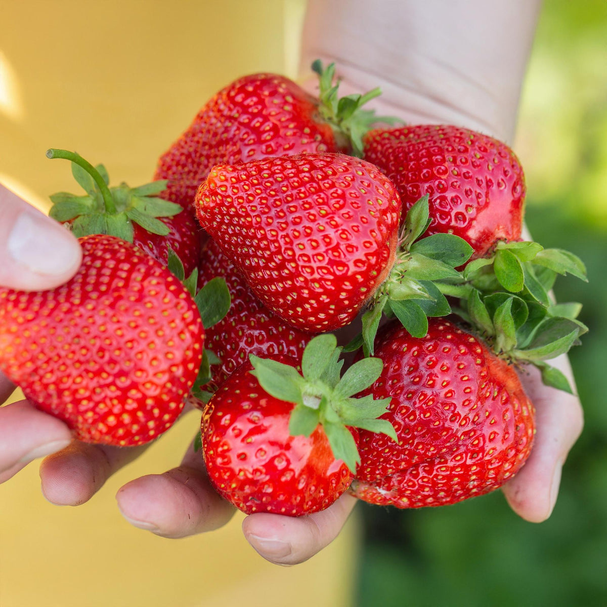 Aardbei Fragaria Maxim, gezonde plant