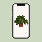 Pilea peperomioides, pannenkoekenplant, 25 cm hoog