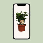Detailfoto van Coffea Arabica