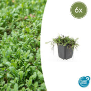 Leptinella squalida