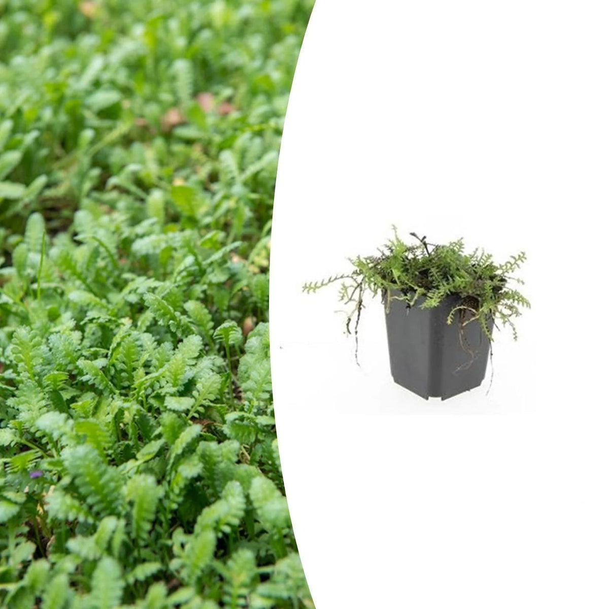 Leptinella squalida, plant in pot