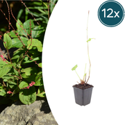 Persicaria a. &