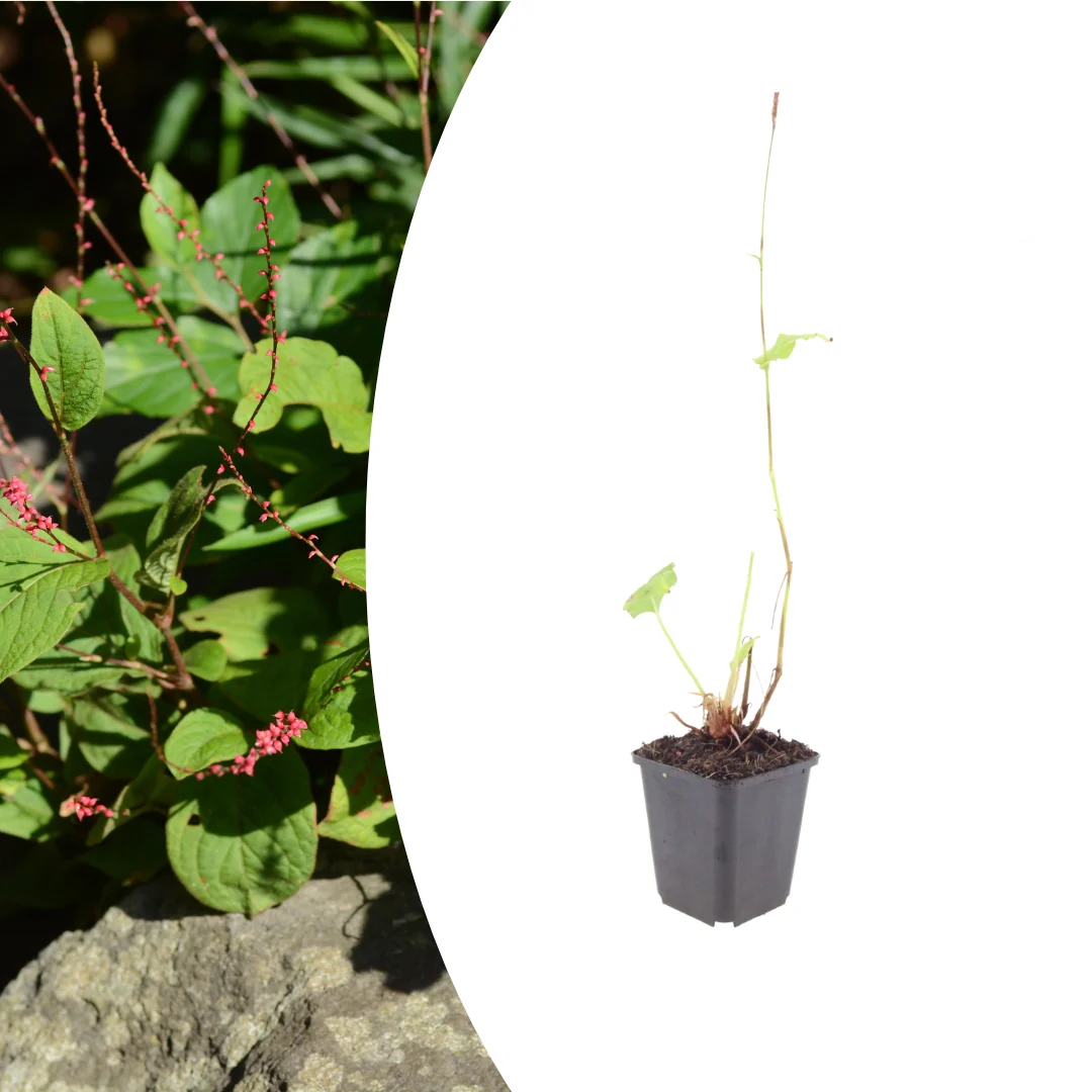 Persicaria a. 'Speciosa', detail van het blad