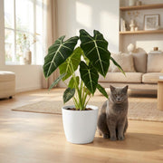 Olifantsoor (Alocasia Frydek) met witte pot