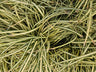 24x Carex oshim. 'Evergold'