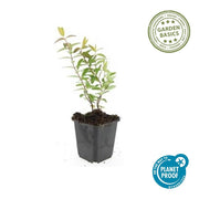 Hypericum &
