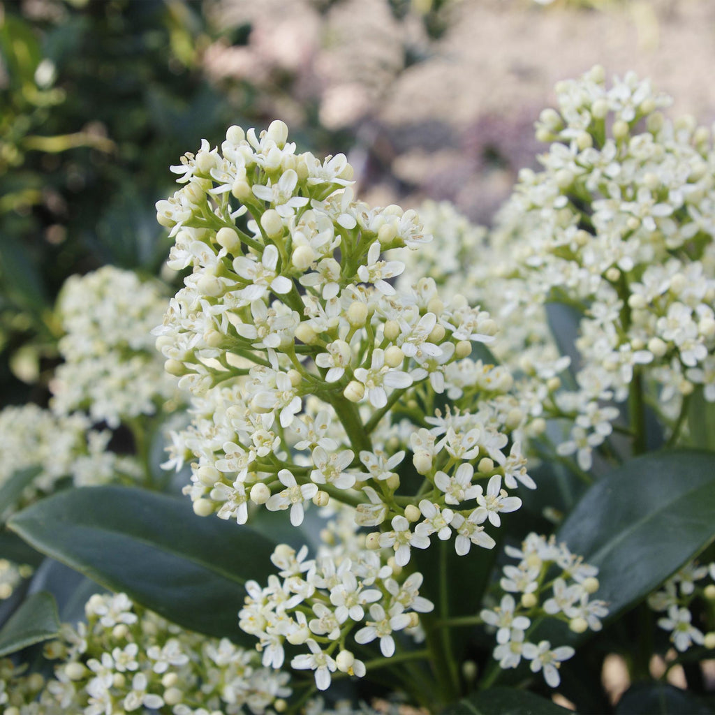 Skimmia japonica Finchy, 30 cm hoog, decoratieve plant