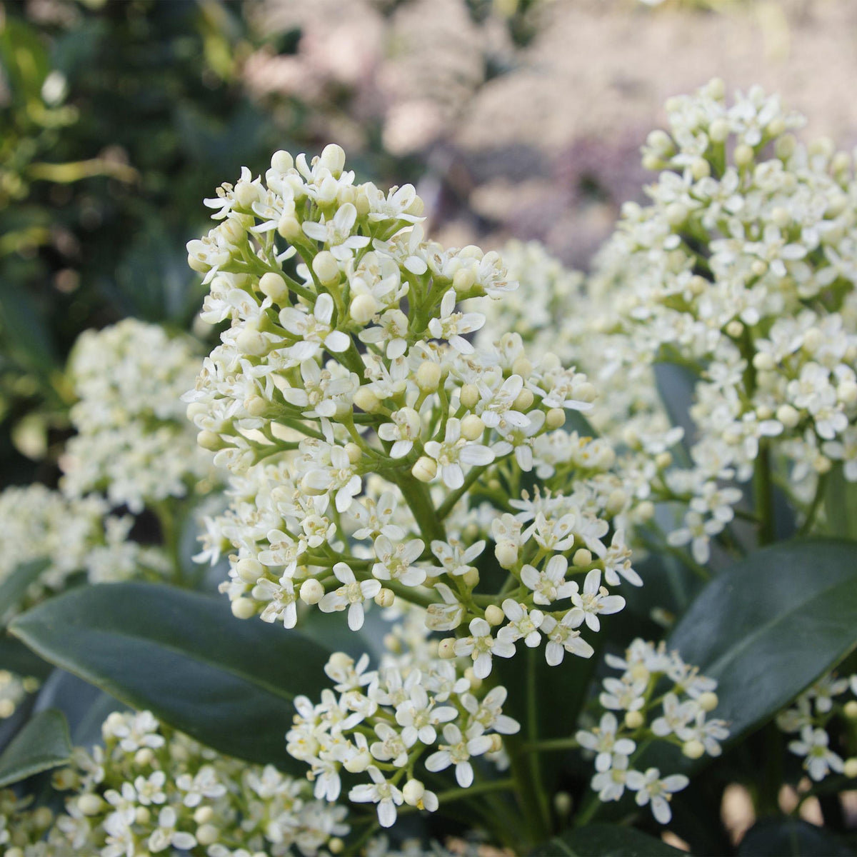 Skimmia japonica Finchy, 30 cm hoog, decoratieve plant