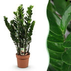Zamioculcas, detail van het blad