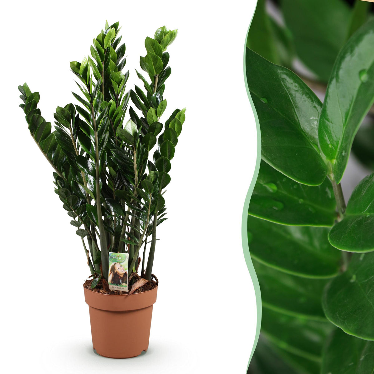 Zamioculcas, detail van het blad