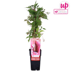 Productafbeelding van Pureplant