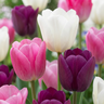 Pastel tulpen mix bloembollen