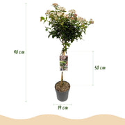Viburnum tinus Eve Price