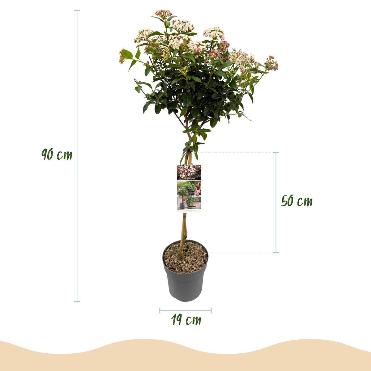 Viburnum tinus Eve Price, groeiwijze van de plant