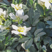 Helleborus orientalis