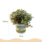 Calissia repens, 14 cm hoog, decoratieve plant