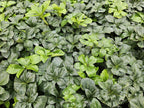 Pachysandra term. 'Green Sheen', groeiwijze van de plant