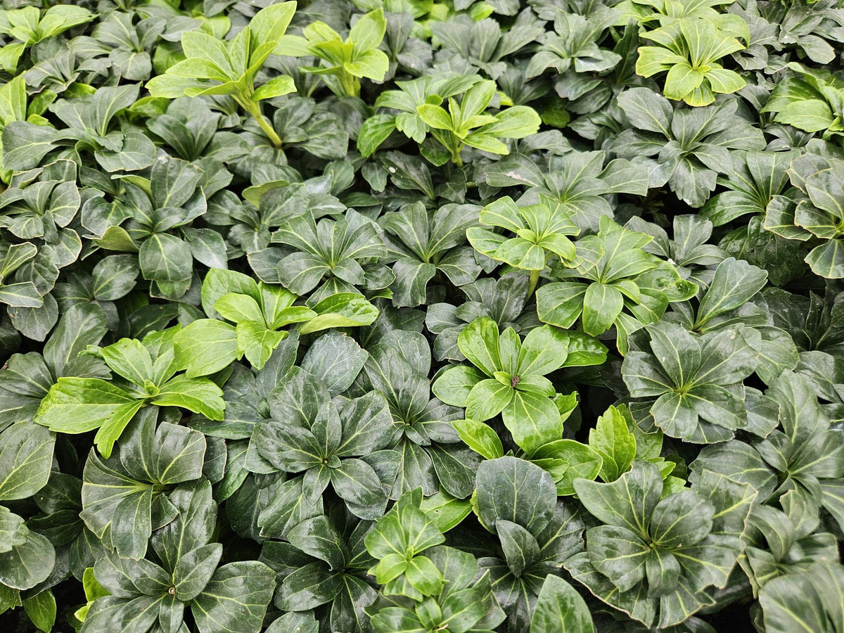 Pachysandra term. 'Green Sheen', groeiwijze van de plant