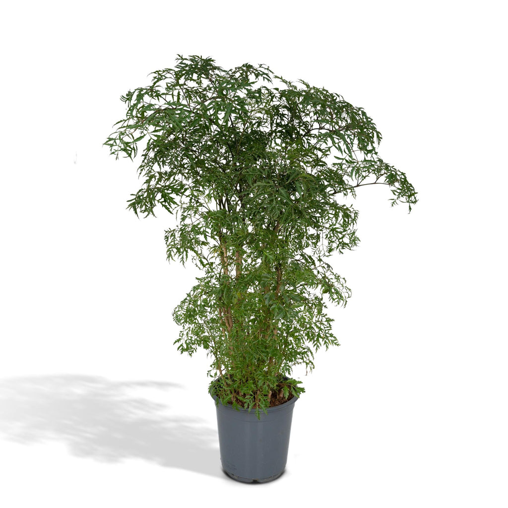 Detailfoto van Polyscias Fruticosa (Aralia)