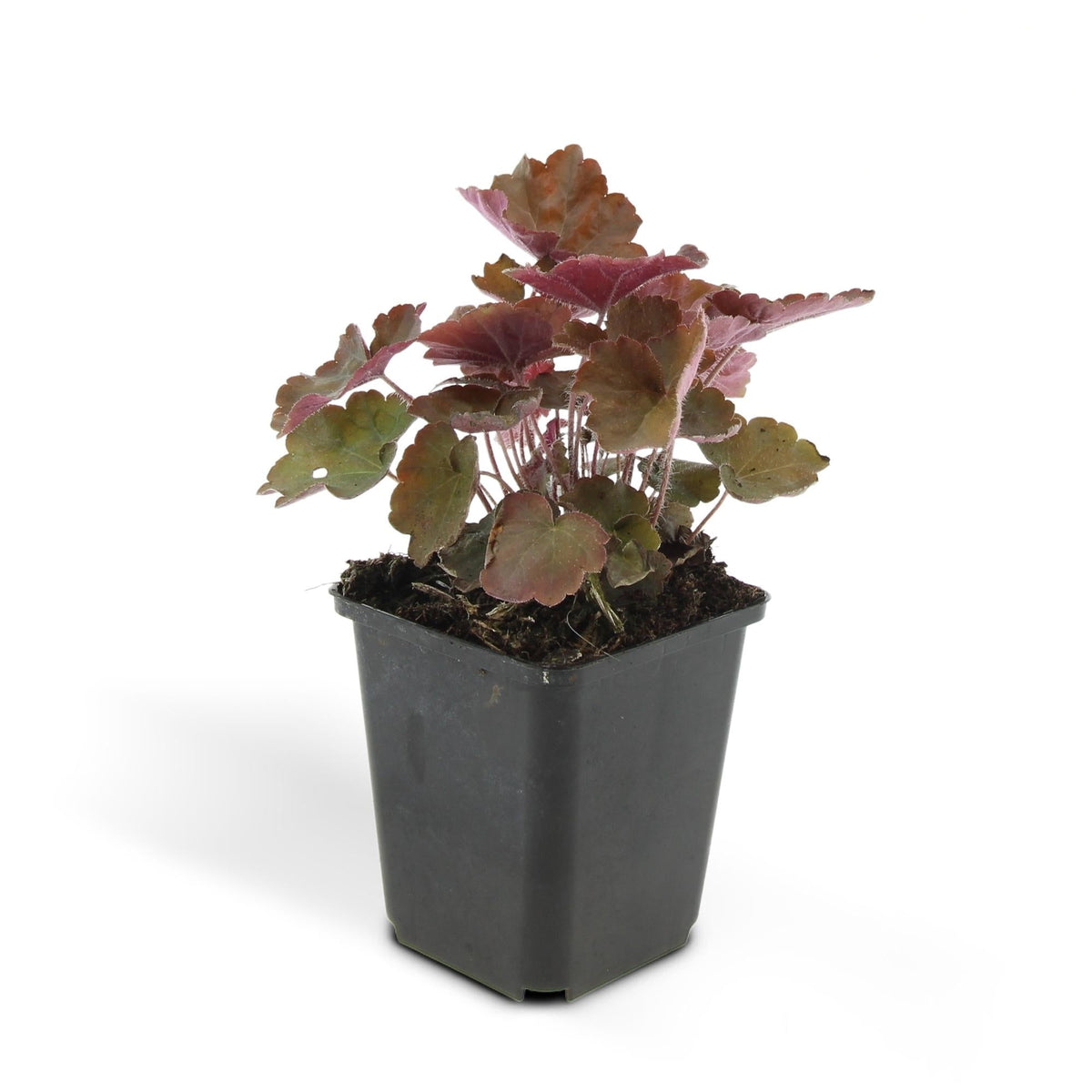 Heuchera mic. 'Palace Purple', groene bladeren