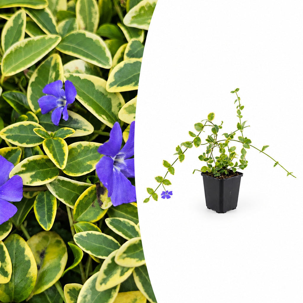 Productafbeelding van Pureplant
