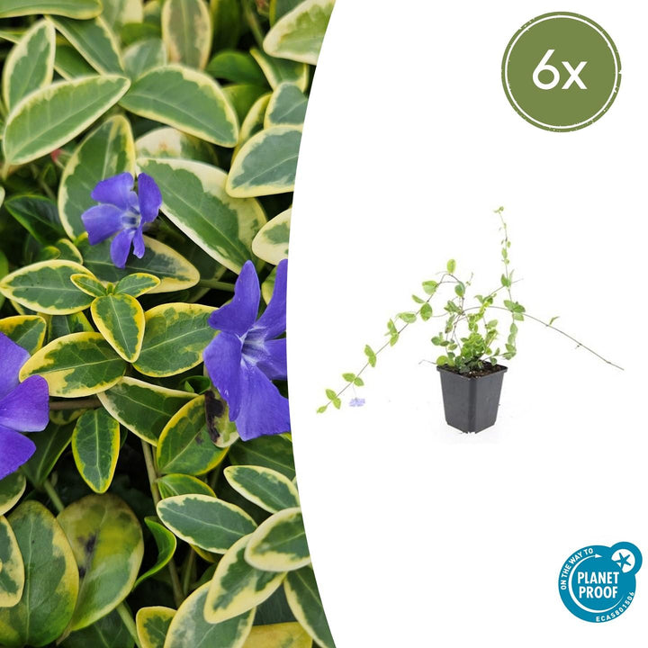 Vinca minor &