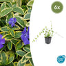 Vinca minor 'Blue and Gold'