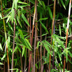 Fargesia nitida Red Dragon, niet-woekerende tuinbamboe, plant in pot