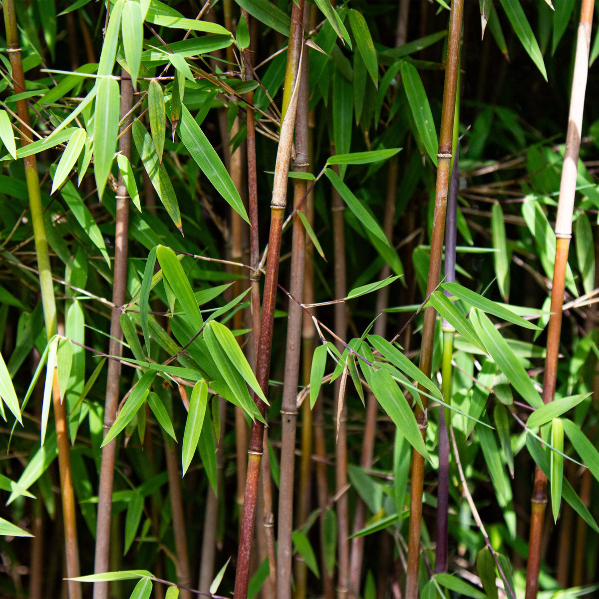 Fargesia nitida Red Dragon, niet-woekerende tuinbamboe, plant in pot