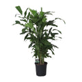 Caryota Mitis, plant in pot