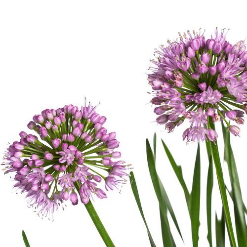 Allium Senescens Millenium, plant in pot