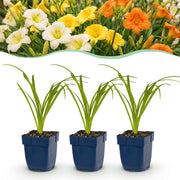 6x Daglelie Tricolour