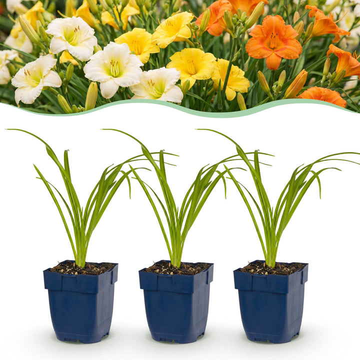 6x Daglelie Tricolour